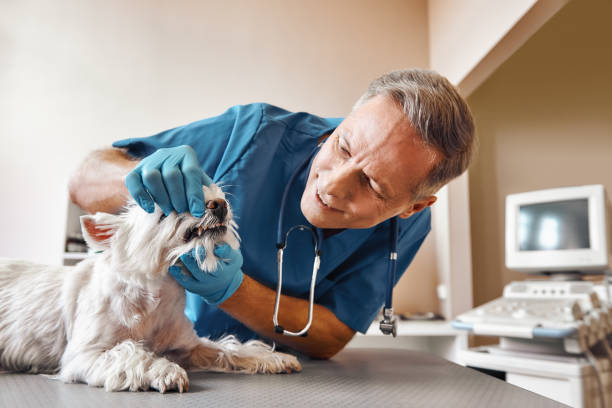  Brandermill, VA Emergency Dentist Pros